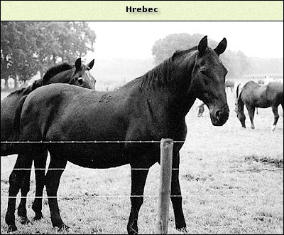 H^rebec
