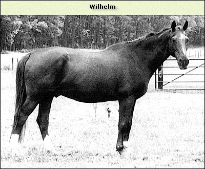 Wilhelm