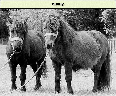 Bonny