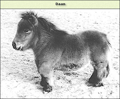 Daan