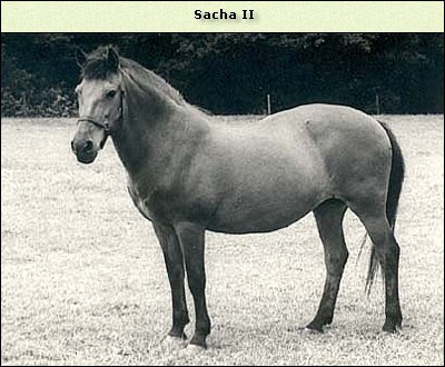 Sacha II
