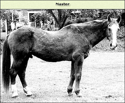 Master