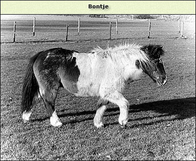 Bontje