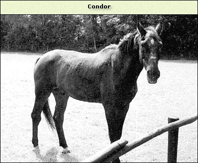 Condor