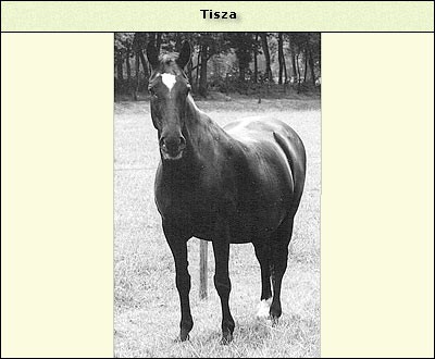 Tisza