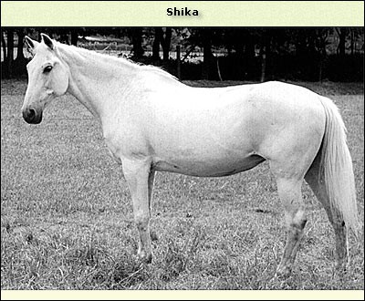 Shika