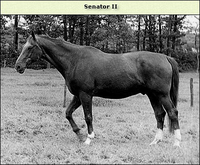 Senator II