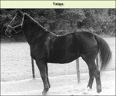 Taiga