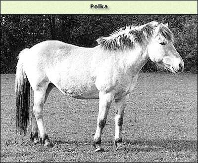 Polka
