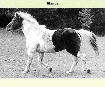 Bianca