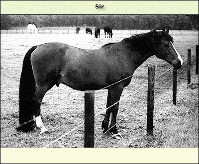 Sir