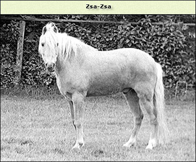 Zsa-Zsa