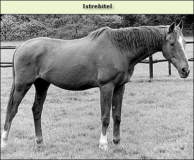 Istrebitel