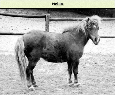 Nellie