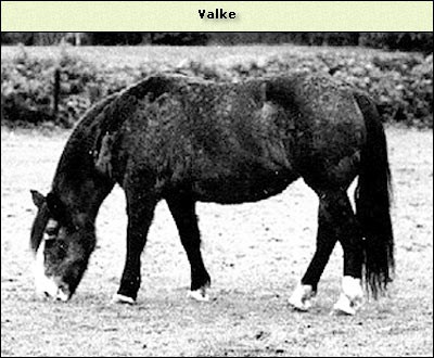 Valke