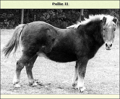 Polly II