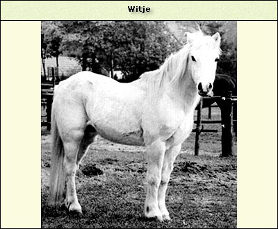 Witje