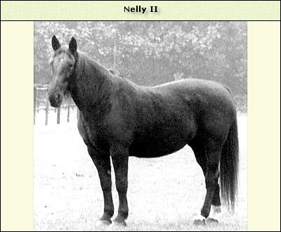 Nelly II