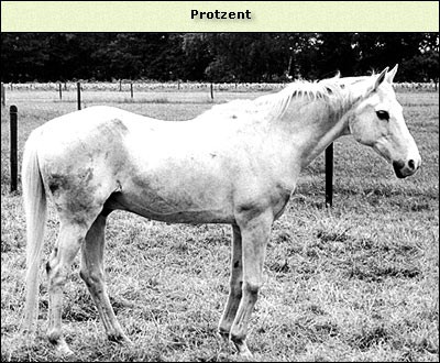 Protzent