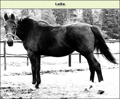 Laita