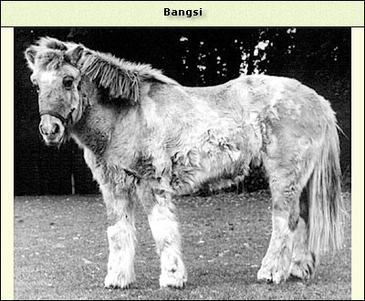 Bangsi