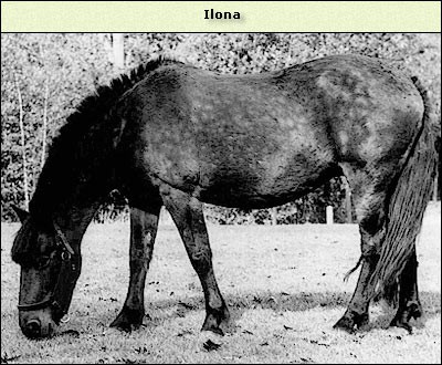 Ilona