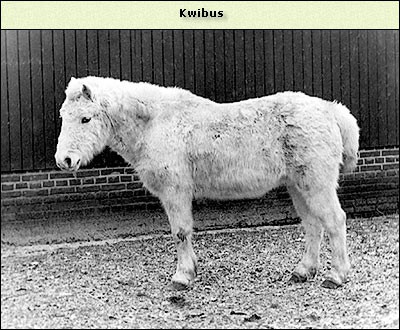 Kwibus