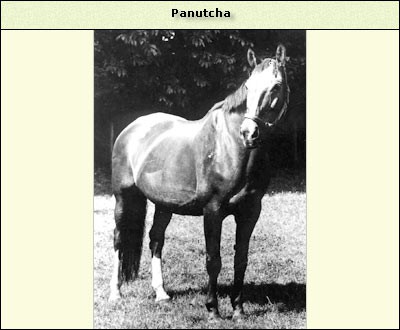 Panutcha