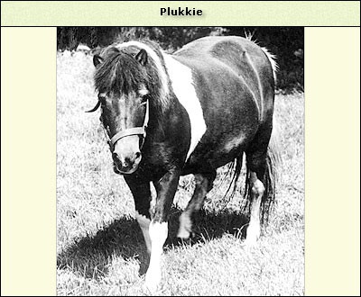 Plukkie
