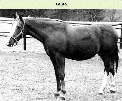 Kalita