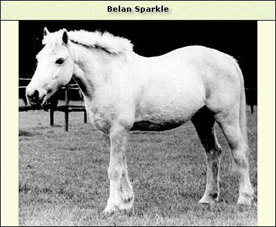 Belan Sparkle