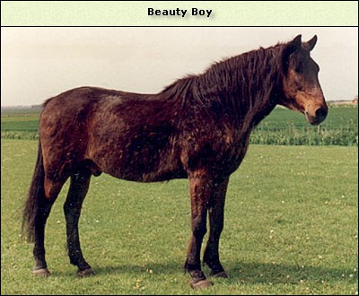 Beauty Boy