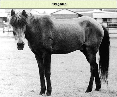Feigour