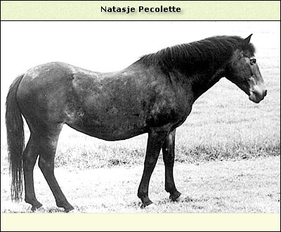 Natasja Pecolette