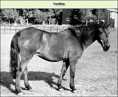Nettie alias Ricky