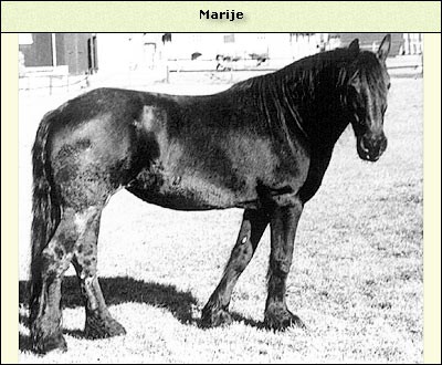 Marije