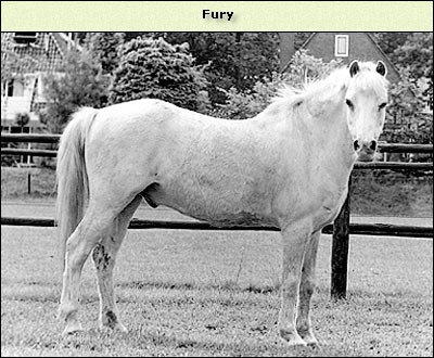 Fury