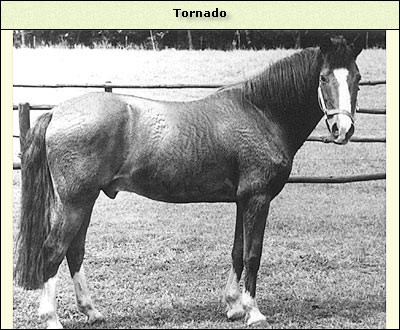 Tornado