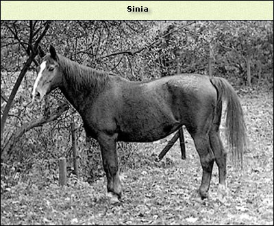 Sinia