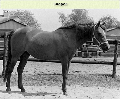 Cooper