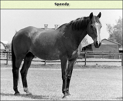 Speedy