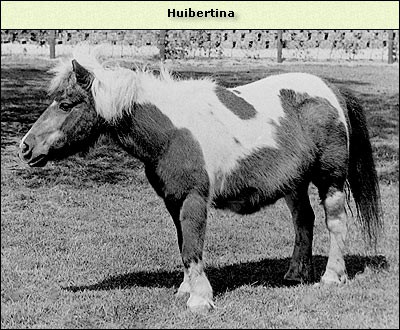 Huibertina