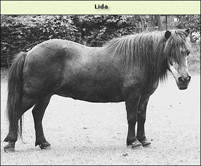 Lida