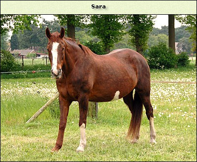 Sara