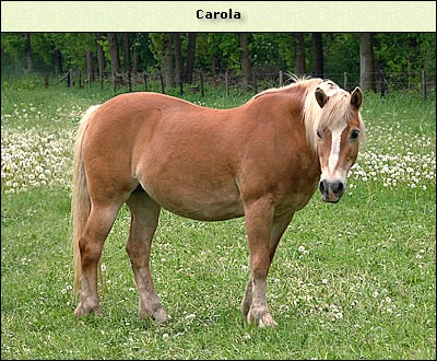Carola