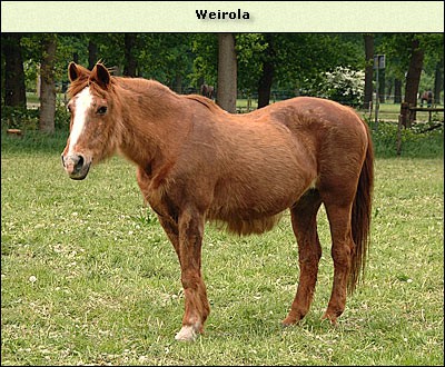 Weirola