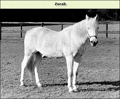 Zorah