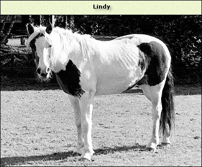 Lindy