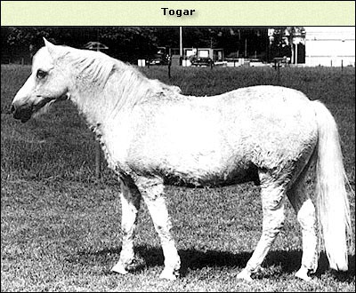Togar