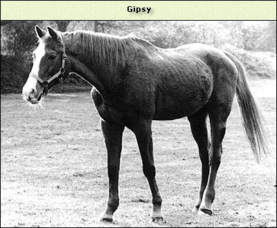 Gipsy